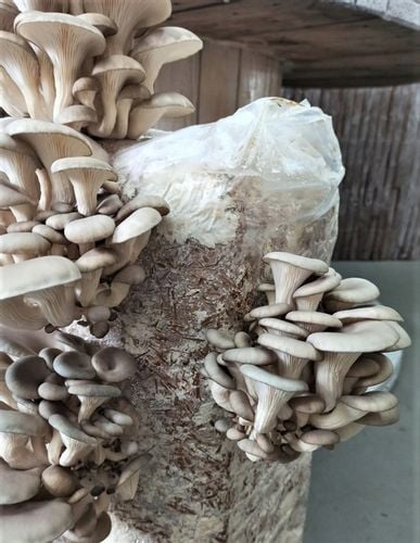 GRZYBNIA BOCZNIAKA DUŻY BALOT kostka około 15kg na Arena.pl