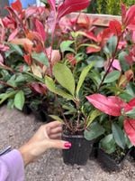 Głogownik RED ROBIN Photinia x fraseri sadzonki 30-50cm P9 Rozkrzewiony