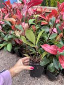 Głogownik RED ROBIN Photinia x fraseri sadzonki 25-55cm P9 Rozkrzewiony