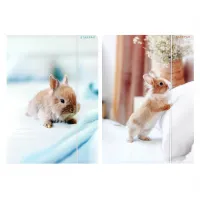 Teczka Z Gumką Pap A4 Krolik Starpak Fol10/100