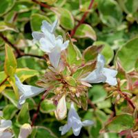 Abelia wielkokwiatowa 'Sparkling Silver' (Abelia grandiflora) Doniczka 2.0L