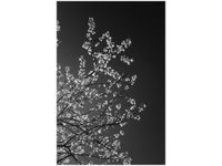 40X60CM MŁODE DRZEWO FEANS OBRAZ