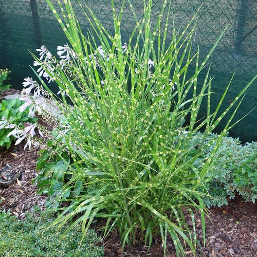 Miskant chiński STRICTUS Centkowana trawa Pionowy pokrój Sadzonki na Arena.pl