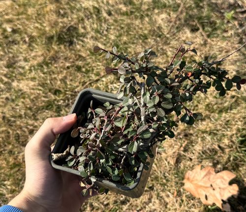 Irga płożąca 'Queen of Carpet' (Cotoneaster procumbens) Doniczka 1.0L na Arena.pl