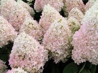 Hortensja bukietowa MAGICAL SWEET SUMMER Różowa Kwiatostany do 30 cm