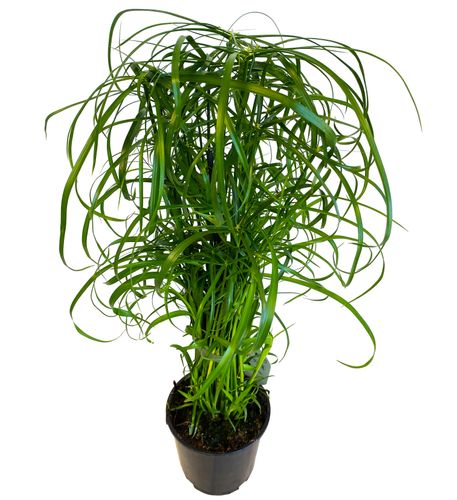 CIBORA Zmienna (Cyperus alternifolius) Papirus na Arena.pl