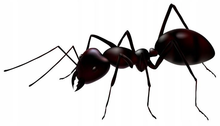 expel - proszek na mrówki 700g zdjęcie 13
