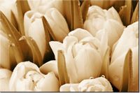 product-compare-58693910