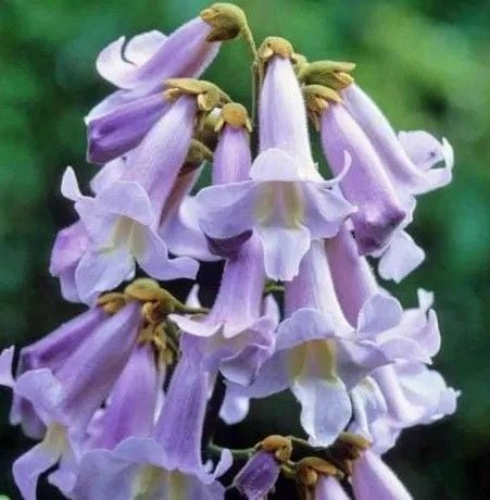 PAULOWNIA PUSZYSTA drzewko szczęścia - sadzonki 60 / 100 cm na Arena.pl