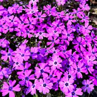 Floks szydlasty 'Purple Beauty' Fioletowy Dywan Płomyk (Phlox subulata)
