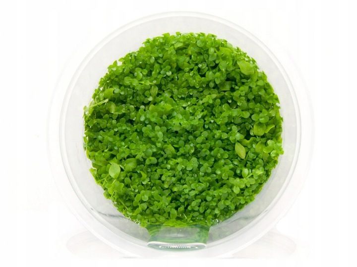 Micranthemum Monte Carlo kubek 10cm in vitro zdjęcie 1