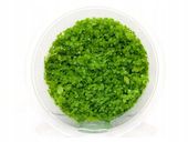 Micranthemum Monte Carlo kubek 10cm in vitro