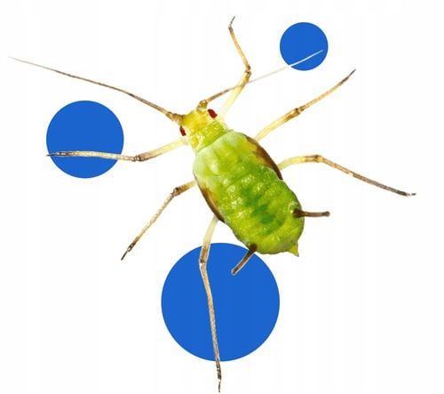 bros - parcan ae zwalcza mszyce spray 250ml na Arena.pl