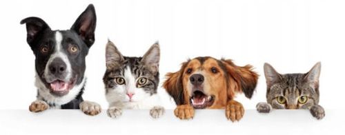 Podajnik dozownik suchej karmy automat czasowy timer dla psa kota miska na Arena.pl