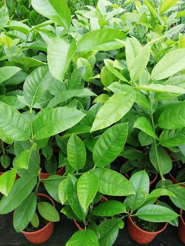 CYTRYNA SKIERNIEWICKA Cytrus na Arena.pl