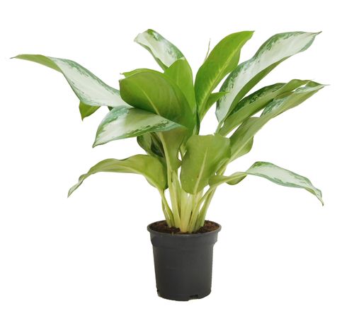 AGLAONEMA Cleopatra 60 cm na Arena.pl