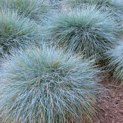 Kostrzewa sina BLUE SELECT na Arena.pl