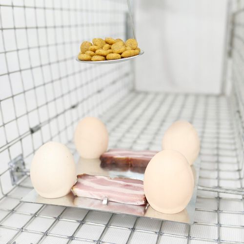 ŻYWOŁAPKA PUŁAPKA NA KUNY SZCZURY ŁASICE NORKI TCHÓRZE ŁASKI ŁAPKA na Arena.pl