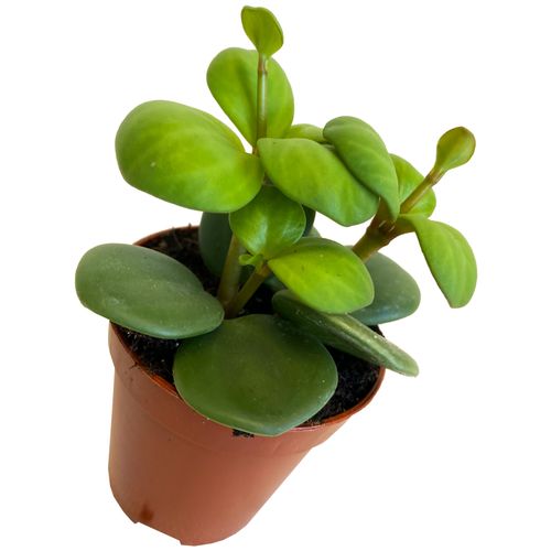 Peperomia HOPE 10 cm na Arena.pl