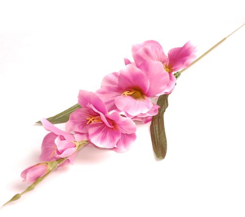 Mieczyk z listkami mauve na Arena.pl