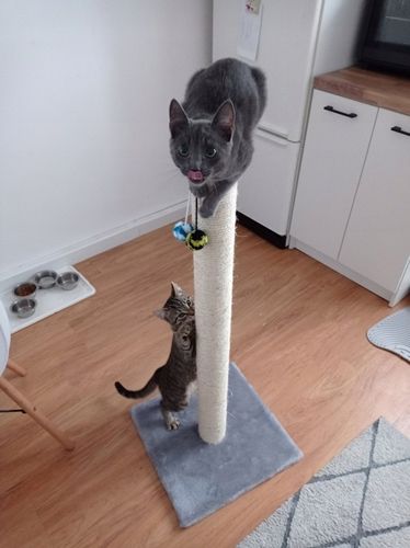 DRAPAK KOTA nr 03 , stopka 100 cm , DUŻY KOT na Arena.pl