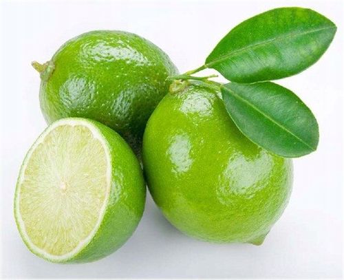 Limeta kwaśna lima limonka Wodka Lime 40-60cm C2 na Arena.pl