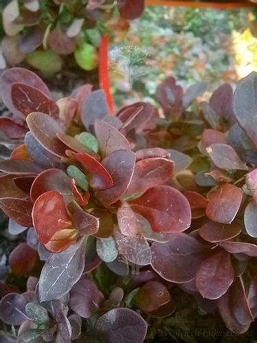 Berberys Thunberga Bagatelle karłowa forma kulista na Arena.pl