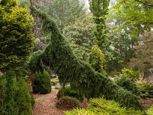 Świerk serbski PENDULA Picea omorika Płaczący na Arena.pl