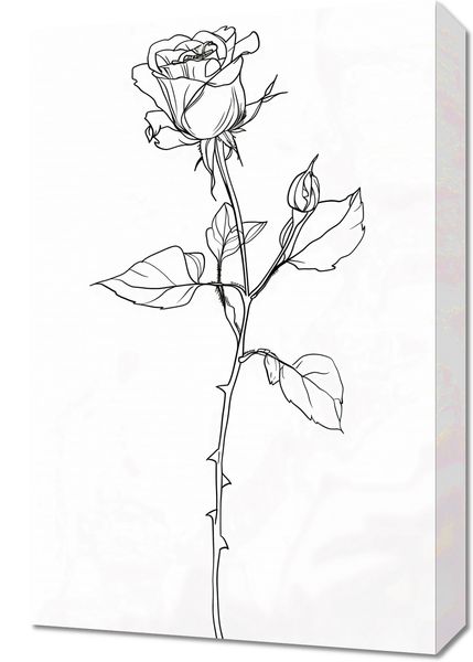 Obraz 40x60cm Kontur Róży zdjęcie 1