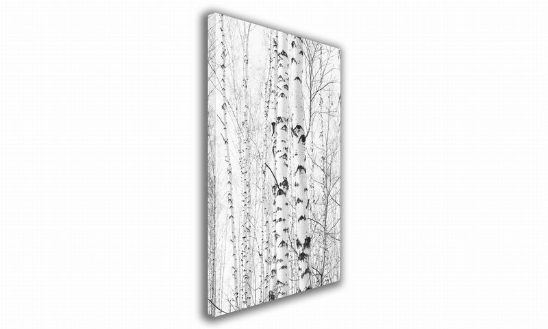 OBRAZ NA PŁÓTNIE 011 Brzozy 60x90cm zdjęcie 1