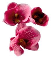 NAKLEJKA naklejki ścienne KWIATY dekoracyjne HIT!