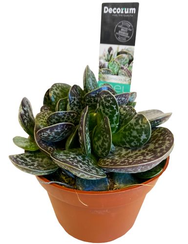 Adromischus Maculatus 15 cm na Arena.pl