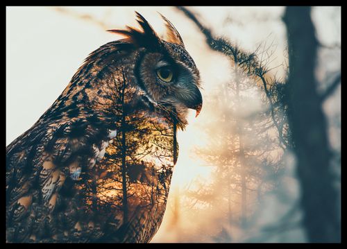 Plakat 59,4x42cm Sowi Duch na Arena.pl