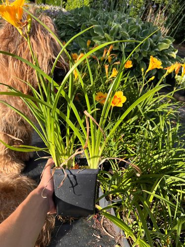 Liliowiec 'Fooled Me' (Hemerocallis) P13 na Arena.pl