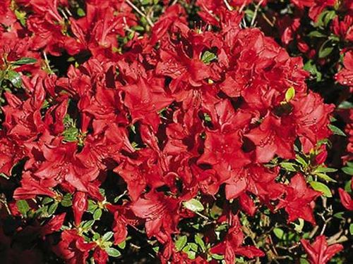 Azalia japońska Estrella C2 E na Arena.pl