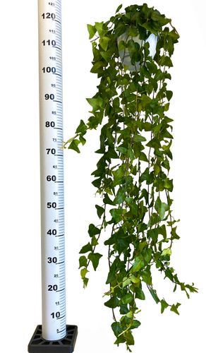 BLUSZCZ POSPOLITY HEDERA HELIX 100 cm na Arena.pl