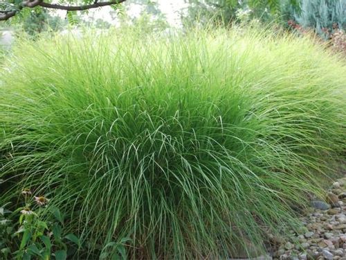 Miskant chiński GRACILLIMUS Brązowe piuropusze Duże sadzonki C3 na Arena.pl