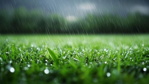 Yara Mila Nawóz jesienny do Trawy Trawnika Ogrodu na mech PRO. na Arena.pl