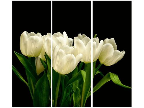 90CM 80 OBRAZ 3 ELEM BIAŁE TULIPANY MARK FREETH ŚCIENNY na Arena.pl