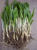 CZOSNEK NIEDŹWIEDZI DORODNE SADZONKI 80 sztuk