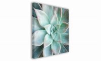 OBRAZ NA PŁÓTNIE 098 Sukulent 60x60cm