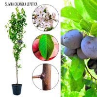 Śliwa Cacańska Lepotica wczesna odmiana 100-150 cm