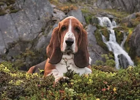 Puzzle 1000 elementów. High Quality Collection. Beagle na Arena.pl