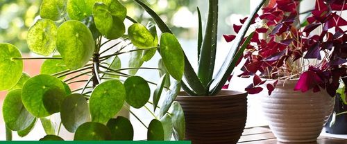 Sanium Pin Owadobójcze Pałeczki + Nawóz 40sztuk miseczniki mączliki na Arena.pl