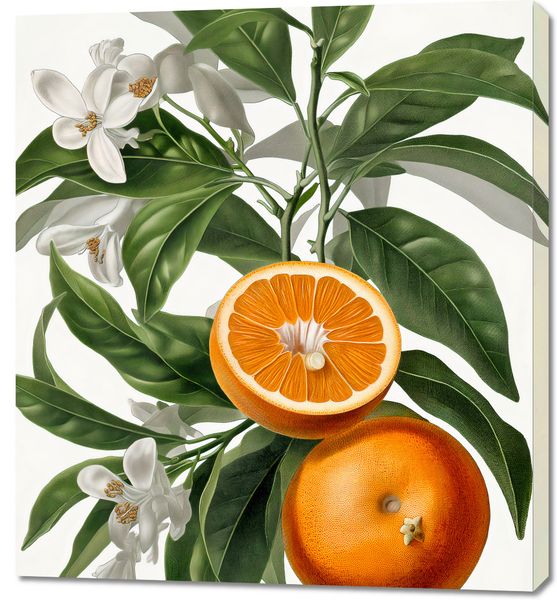 Obraz 90x100cm Dojrzałość Pomarańczy zdjęcie 1