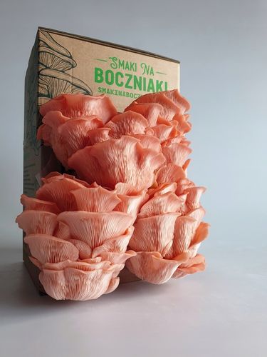 Grzybnia do uprawy domowej boczniak różowy na Arena.pl