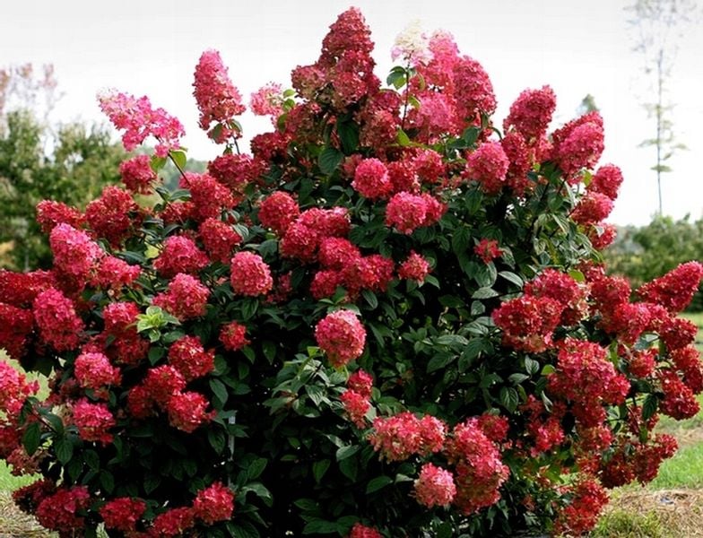 Hortensja bukietowa FIRE LIGHT INTENSYWNA CZERWIEŃ zdjęcie 1