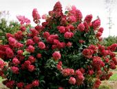 Hortensja bukietowa FIRE LIGHT INTENSYWNA CZERWIEŃ