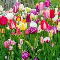 Tulipany Mix Niespodzianka 50 szt. II wybór zestaw tulipan cebulki