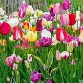 Tulipany Mix Niespodzianka 50 szt. II wybór zestaw tulipan cebulki